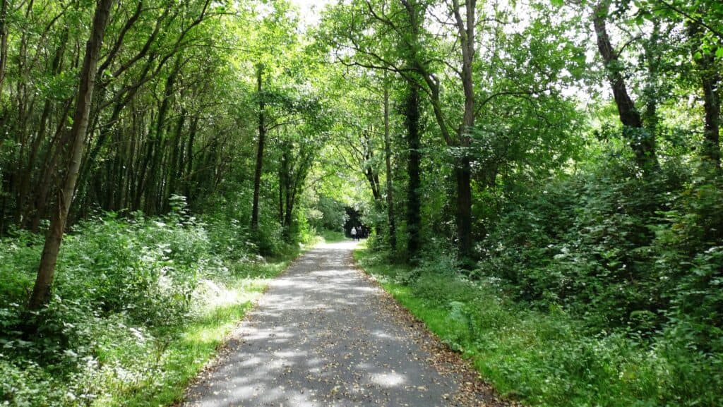 A path going through the woods