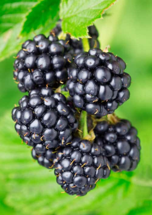 blackberries