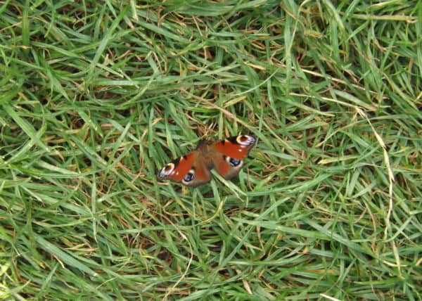 butterfly