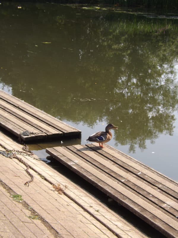duck by a river