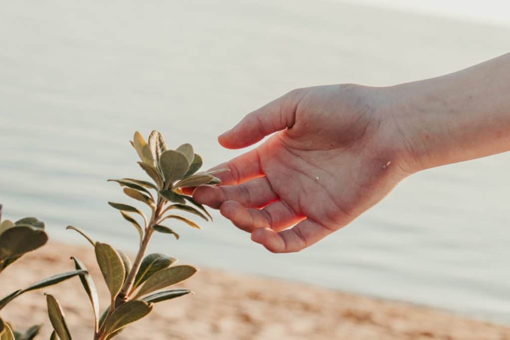 A hand brushing some foliage