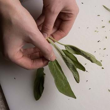 Hands holding fresh herbs
